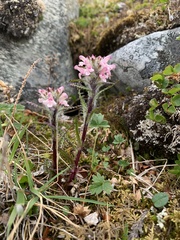 Pedicularis hirsuta