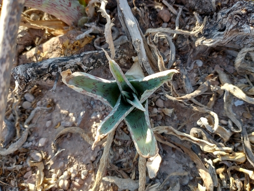 Agave brunnea
