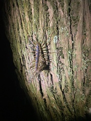 Thereuopoda clunifera