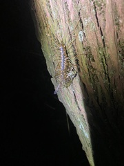 Thereuopoda clunifera