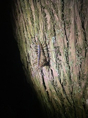 Thereuopoda clunifera