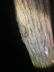 Thereuopoda clunifera