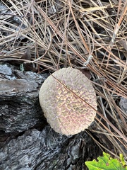 Boletellus ananas image