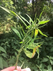 Dichanthelium malacophyllum