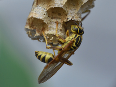 Mischocyttarus basimacula