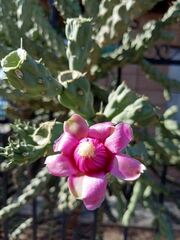 Cylindropuntia cholla