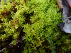 Leptodontium paradoxum