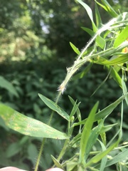 Dichanthelium malacophyllum