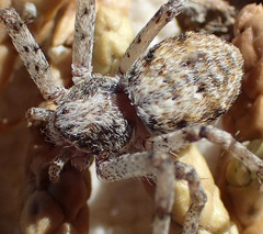 Philodromus spectabilis