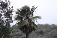 Trithrinax brasiliensis