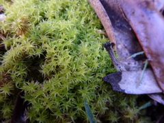 Leptodontium paradoxum