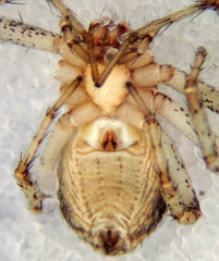 Philodromus spectabilis