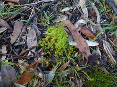 Leptodontium paradoxum