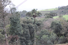 Trithrinax brasiliensis