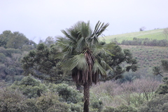 Trithrinax brasiliensis