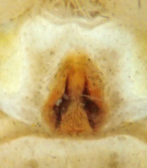 Philodromus spectabilis