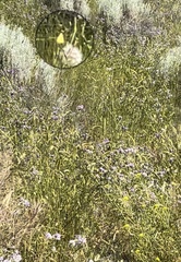 Coliadinae