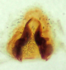 Philodromus spectabilis