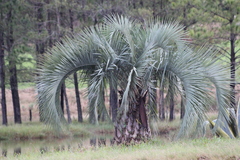 Butia eriospatha