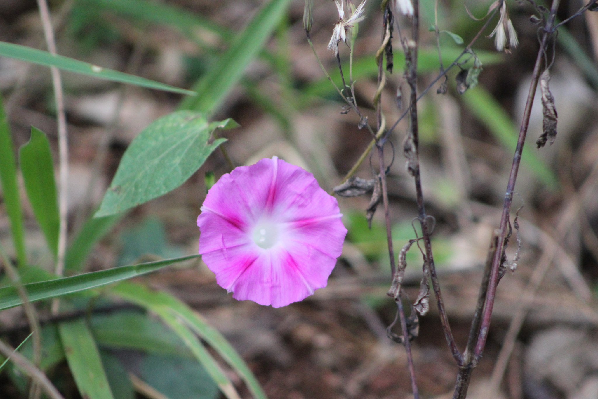 Ipomoea purpurea