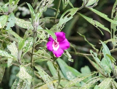 Meriania speciosa
