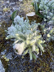 Tanacetum lanuginosum