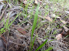 Plantago gaudichaudii