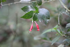 Ruellia angustiflora