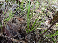 Plantago gaudichaudii