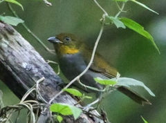 Chlorospingus flavigularis