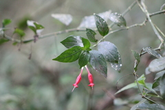 Ruellia angustiflora
