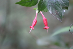 Ruellia angustiflora