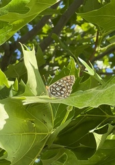 Speyeria callippe