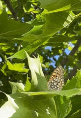 Speyeria callippe