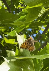 Speyeria callippe
