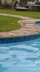 Fluvicola nengeta nengeta