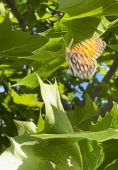 Speyeria callippe
