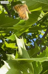 Speyeria callippe