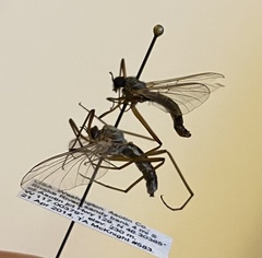 Bibiocephala grandis