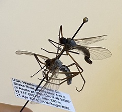 Bibiocephala grandis