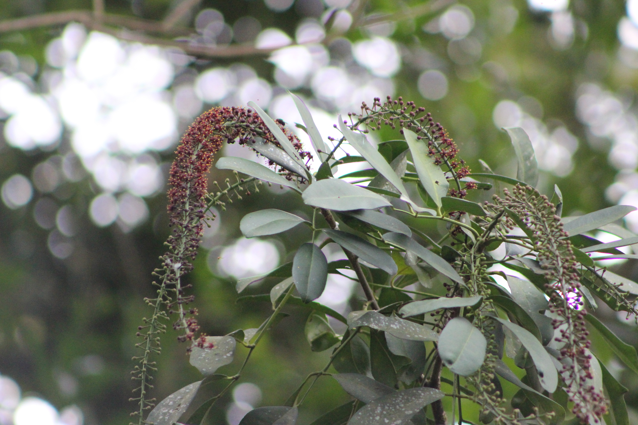 Pilocarpus pennatifolius