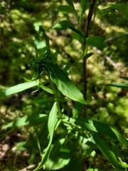 Lysimachia terrestris