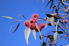 Eucalyptus caesia