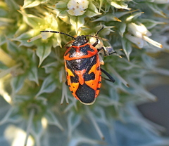 Eurydema spectabilis