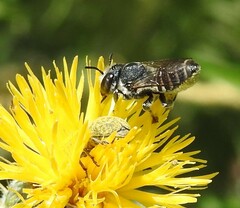 Megachile apicalis