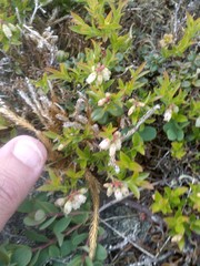 Vaccinium boreale