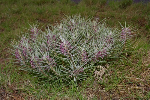 Bract milkweed (Asclepias brachystephana)