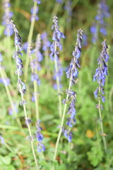 Salvia helianthemifolia