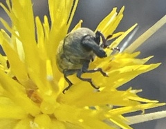 Larinus curtus
