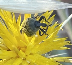 Larinus curtus